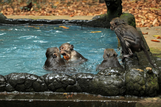 Monkey pool in Bukit Sari Temple, Sangeh Monkey Forest, Bali, Indonesia