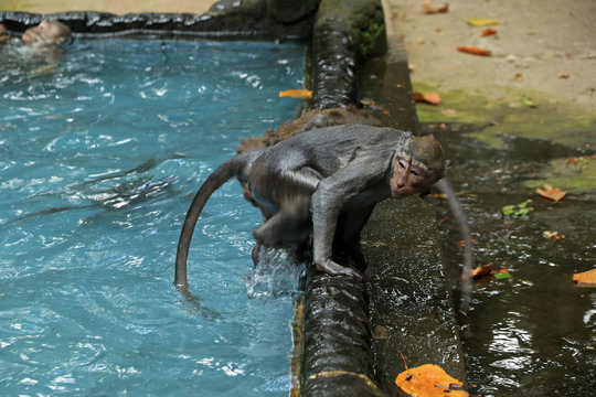 Monkey pool in Bukit Sari Temple, Sangeh Monkey Forest, Bali, Indonesia