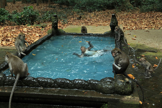 Monkey pool in Bukit Sari Temple, Sangeh Monkey Forest, Bali, Indonesia