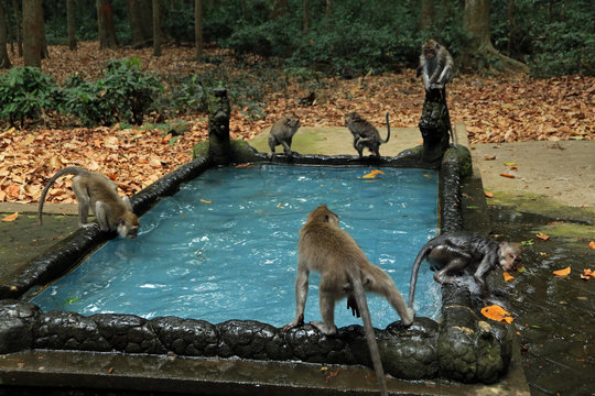 Monkey pool in Bukit Sari Temple, Sangeh Monkey Forest, Bali, Indonesia