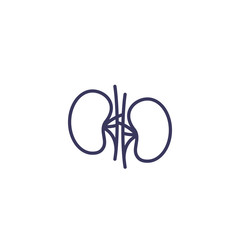 kidneys icon, line vector