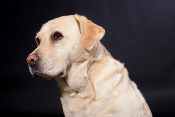 Naklejka na ściany i meble Labrador portrait