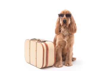 Cocker Spaniel Photoshoot 