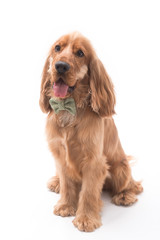 Cocker Spaniel Photoshoot 