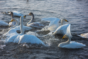 Fighting white whooping swans swimming in the nonfreezing winter lake. The place of wintering of swans, Altay, Siberia, Russia. © olinchuk