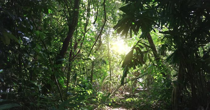 Sunlight through tree leaves. Jungle rainforest nature background