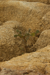 paisaje Falla geologica hundicion de YAY, desierto de arcilla y cactus