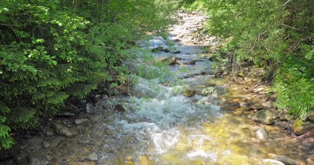 Mountain stream flow through green forest under summer sunshine in Carpathian Mountains in rural Ukraine