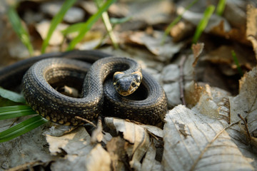 Natrix, Snake, Colubridae in the forest, close up.