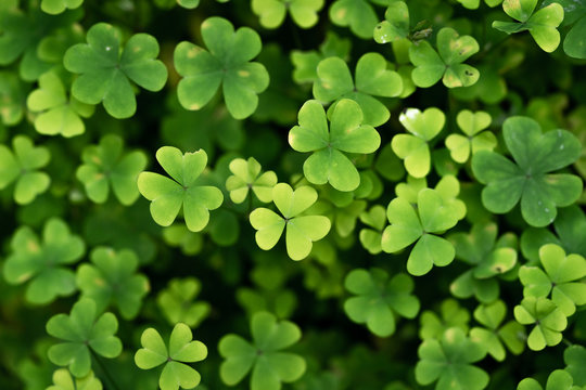 Endless garden of lucky  shamrocks and clovers