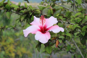 Orangener Hibiskus  in voller Blüte © Heino