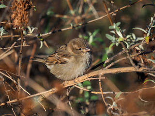 House Sparrow (Passer domesticus) isolated in the woodland
