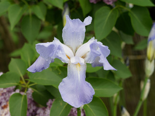 Iris barbata - Iris barbu ou iris de jardins aux tépales et sépales bleu clair couverts d'un...