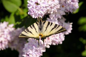 Eastern tiger swallowtail butterfly in spring in garden with purple flowers of syringa lilac tree. Selective focusing on eye area of butterfly. Spring season, springtime, background and wallpaper.