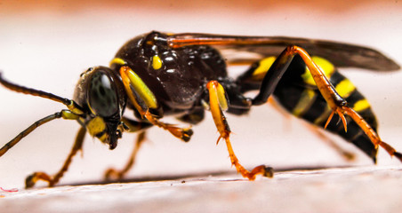 Macro photography of insect on window in living room