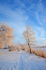 Winter landscape