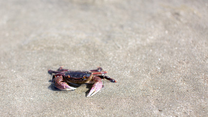 krabby alive
