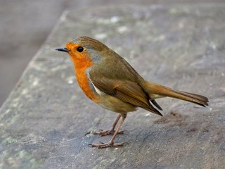 Robin 