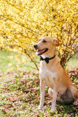 dog on a walk in the spring park