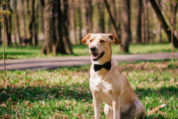 dog on a walk in the spring park
