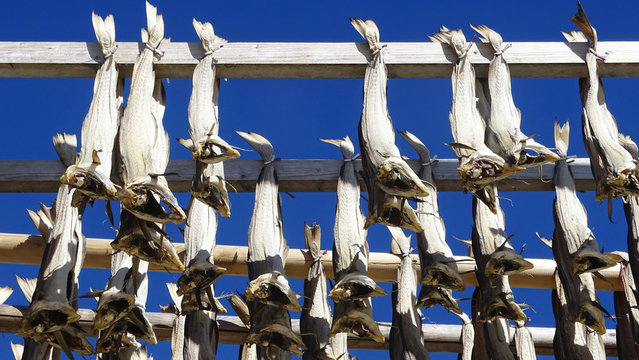 Norway; Stockfish industry