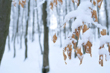 Landscapes of the winter forest with falling snow - wonderland park with snowfall. Snowy winter landscape scene - Image