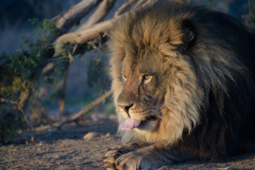 Fototapeta na wymiar African male lion natural profile portrait in early morning light