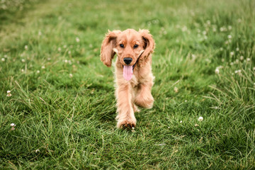 3 Month Old Puppy Walk