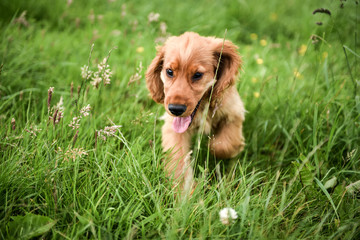 3 Month Old Puppy Walk