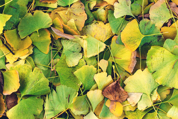 Fallen bright green and yellow ginkgo leaves. Ginkgo Biloba leaves background. Herbal medicine concept.