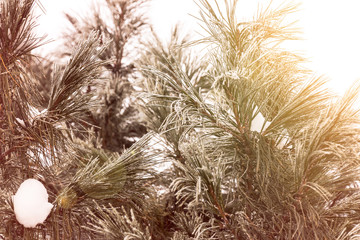 cedar branches covered with frost in the sun