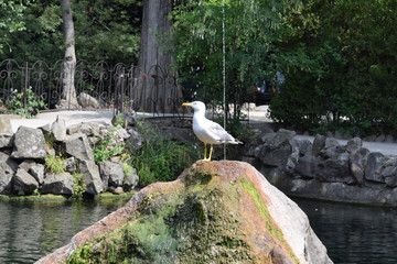 Грациозная чайка пьет воду из фонтана в жаркий летний...