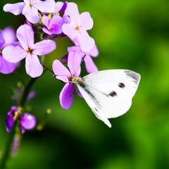 Butterfly cabbage pollinates a purple flower.