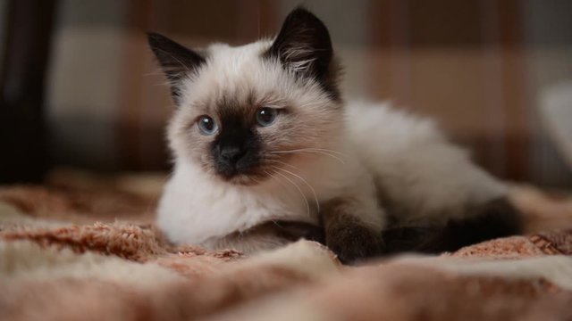 A siamese kitten lying on the bed