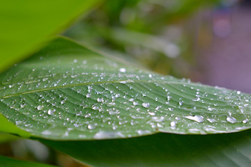 broad leaf with rain drops