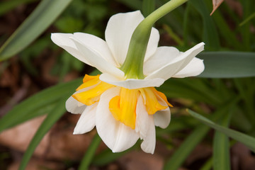Fototapeta na wymiar upside daffodil