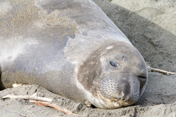Close up portrait of one female elephant seal hauled out on the beach, eyes partially closed.