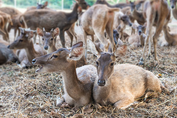 Rusa deer in agriculture livestock farm.