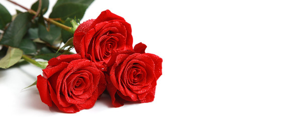 Rote Rosen