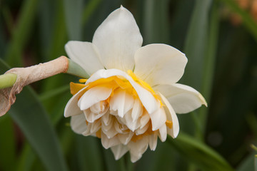 under daffodil