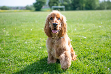 Cocker Spaniel Summer Walk