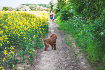 Cocker Spaniel Summer Walk