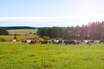 Fototapeta premium A herd of cows graze on the field - agricultural background.