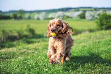 Cocker Spaniel Summer Walk