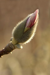 Magnolienknospe im Aufbruch