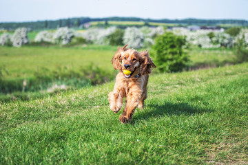 Fototapeta premium Cocker Spaniel Summer Walk