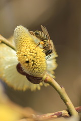 Honigbiene bei der Nektarsuche