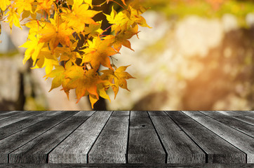 Naklejka na ściany i meble empty wooden board, table or modern wooden terrace with blurred view yellow maple leaves nature forest in autumn background, copy space for display of product, object presentation, advertising concept