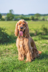 Cocker Spaniel Summer Walk