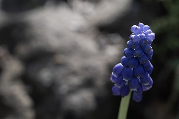 Blue Muscari flowers close up in garden.